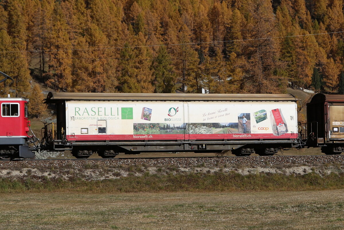 Haigg-tyz 5172  Raselli  am 26. Oktober 2021 bei Bever.