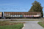 2780 577 (Habbillns) am 6. Oktober 2026 bei �bersee am Chiemsee.