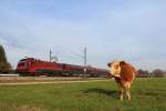  Railjet mit Kuh  ist unser 1000. Bild auf dieser Seite. Aufgenommen am 18.  November in der Nhe von bersee am Chiemsee.